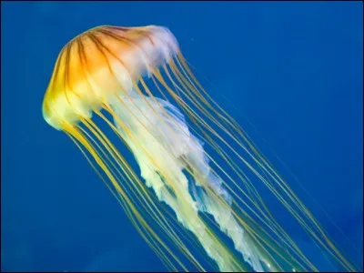 Quel est le pourcentage d'eau des méduses ?