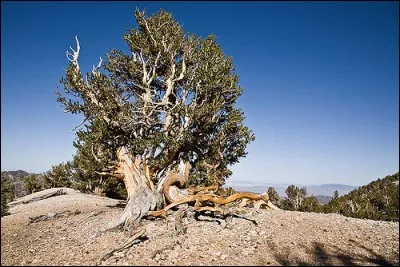 De quelle espèce, dit Pinus longaeva, est le plus ancien organisme vivant non clonal du monde (arbre) sur la Terre ?