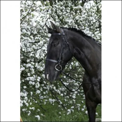 Quel est le nom de cette muserolle (filet) ?