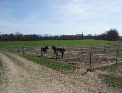 Combien y a-t-il de types de logement (box) pour poneys ou chevaux dans un poney club ?