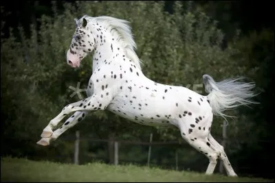 Quelle est la particularité de la robe de ce cheval ?