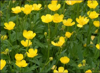 Quelle est cette fleur ?