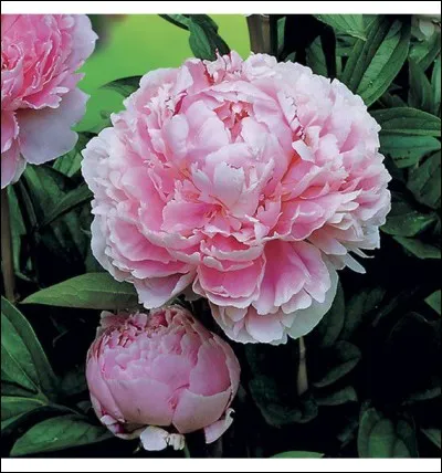 Quelle est cette fleur ?