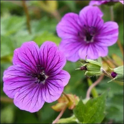 Quelle est cette fleur ?