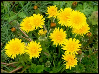 Quelle est cette fleur ?