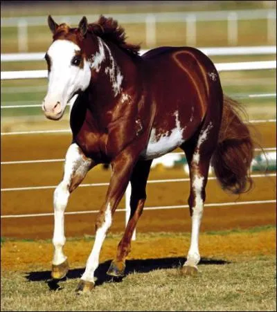Quelle est la robe de ce Paint Horse ?