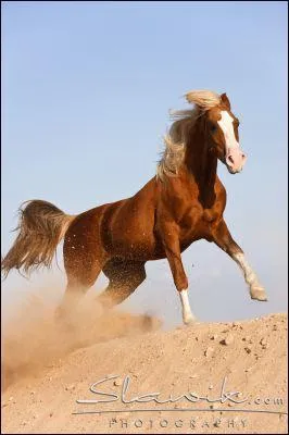 Quelle est la robe de ce cheval ?