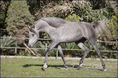 Quelle est la robe de ce Pur-sang arabe ?