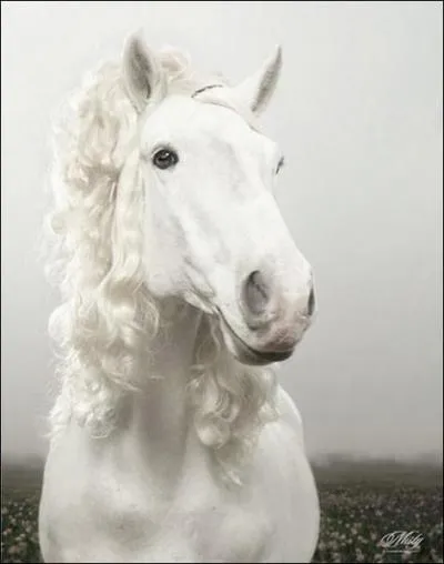 Quelle est la robe de cette belle jument ?