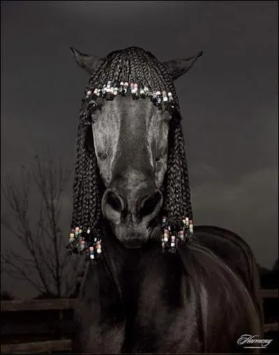 Et pour finir, quelle est la robe de ce cheval ?