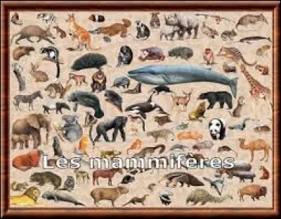 Comment appelle-t-on l'&eacute;tude des mammif&egrave;res ?