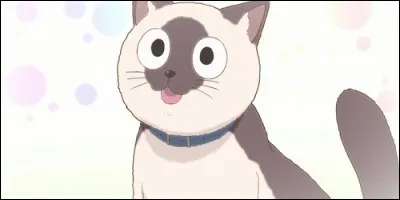 Comment Chio appelle-t-elle ce chat ?