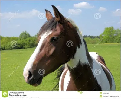 Quelle est la robe de ce cheval ?