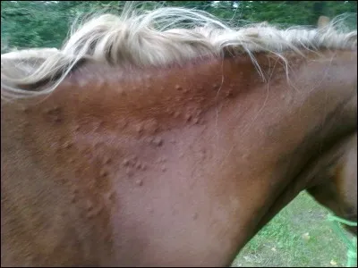 Quelle est cette partie du corps du cheval ?