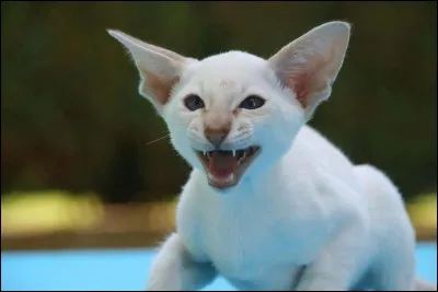 Comment les chats montrent-ils qu'ils ont peur ?