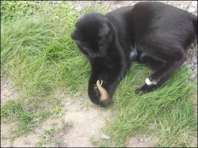 Quelle est la nourriture préférée des chats lorsqu'ils chassent ?