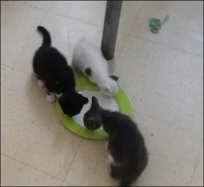 Combien la chatte fait-elle de petits ?