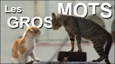 Les chats peureux sont plus...