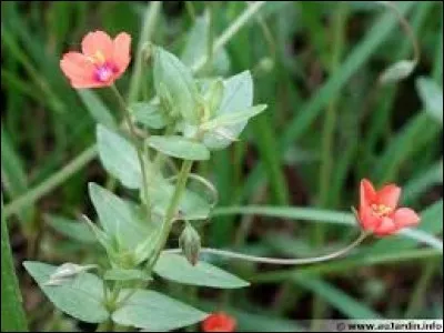 Quel est le nom de cette plante ?