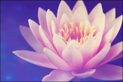 Quelle est ta fleur ?