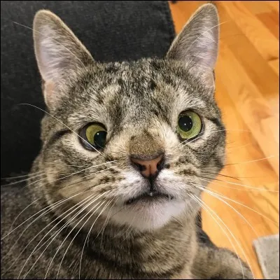 Quelle est ta phrase ci-dessous ?