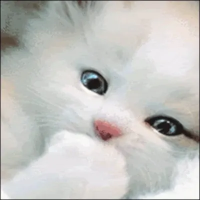 Un chaton est tout seul dans la forêt. Que fais-tu ?