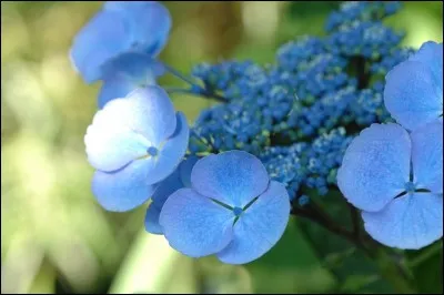 Quel artiste, connu pour son bleu, a organisé en 1958 à Paris l'exposition du Vide ?