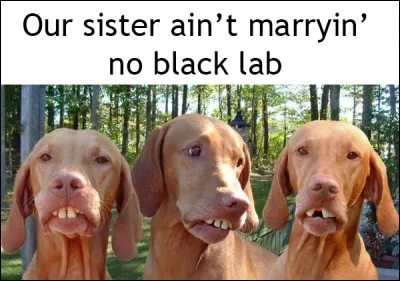 Quelle était la race du chien dans "Shérif fais-moi peur" ?