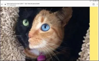 De quelle couleur est le pelage de Tempête de Sable ?