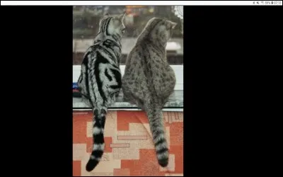 Combien d'apprentis Étoile de Feu a-t-elle eus ?