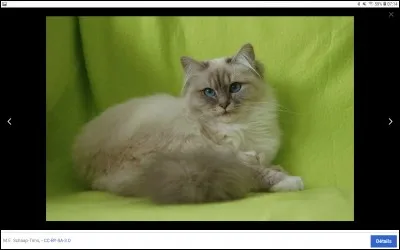 Combien d'enfants a Étoile de Feu ?