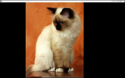 Comment s'appellent-elles ?