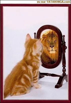 Que voit le chat dans le miroir ?