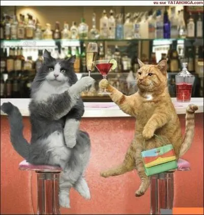 Que tient le chat de droite ?