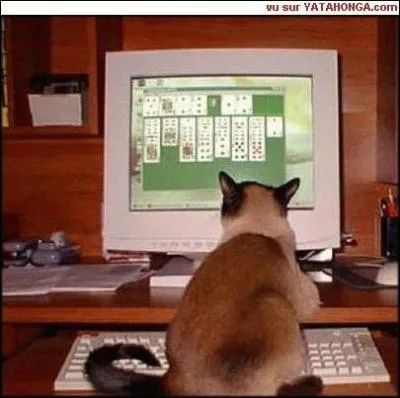Que fait ce chat ?