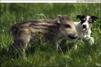 Quels animaux y a-t-il sur cette image ?