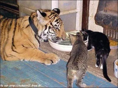 Quels animaux y a-t-il sur cette photo ?