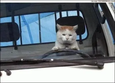 Que fait cet animal ?