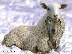 Quel animal est sur la photo ?