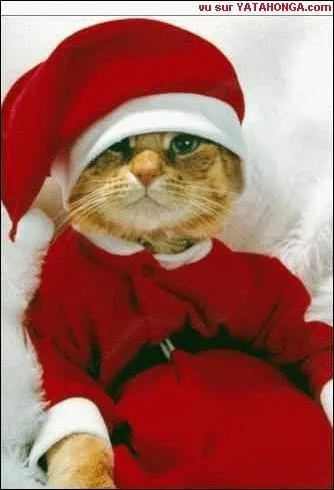 En quoi est dguis ce chat ?