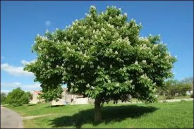 Quel est le nom de cet arbre ?