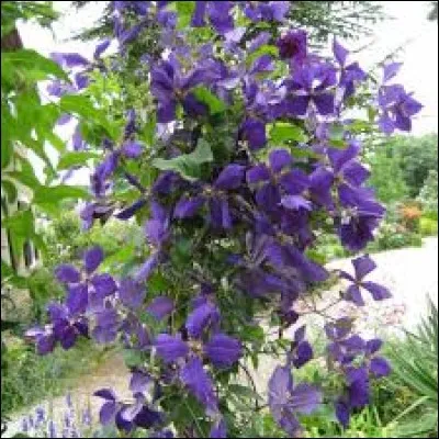 Quel est le nom de cette plante ?