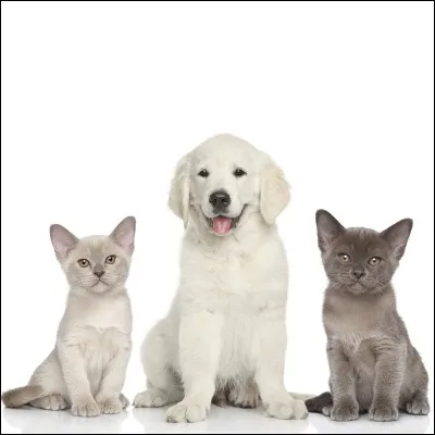 Quel est ton animal préféré ?