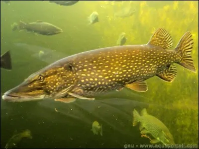 Comment s'appelle le poisson ci-dessus ?