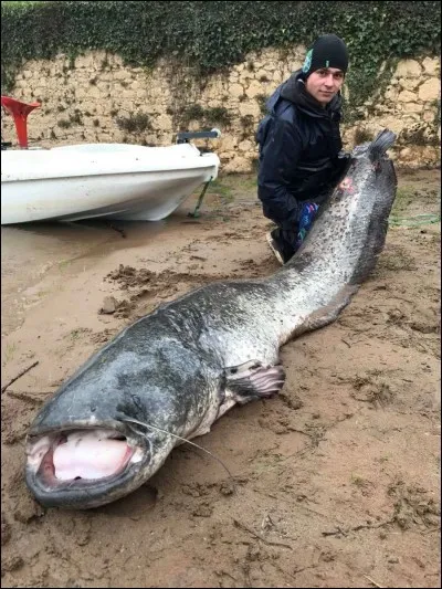 Comment s'appelle le poisson ci-dessus ?