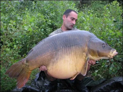 Quel est le record de la plus grosse carpe du monde (en kg) ?