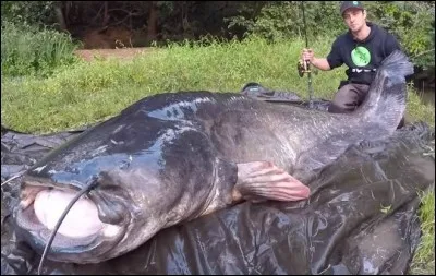 Y a-t-il des silures en France ?