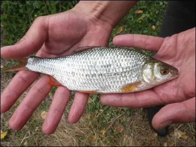 Quel est le poisson ci-dessus ?