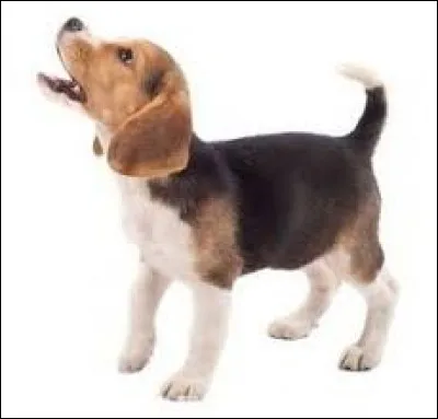 Un vrai mouton de Panurge, c'est le...