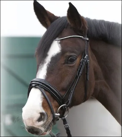 Quelle partie du filet se trouve au-dessus de la tête ?